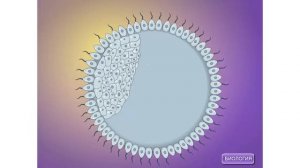 Возникновение многоклеточных