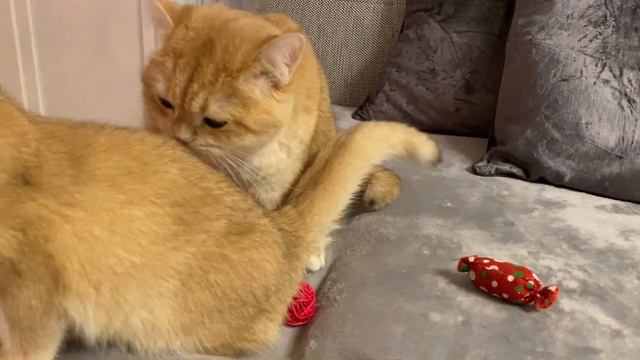 ?СОННОЕ ЦАРСТВО И ИГРЫ ЗОЛОТЫХ ШИНШИЛЛ,КОШЕК?GOLDEN KITTENS?