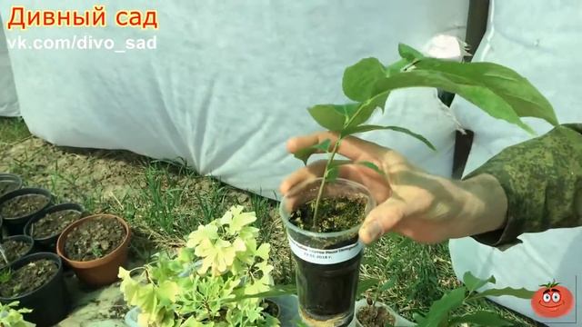 Азимина пересадка 2018 смотреть онлайн