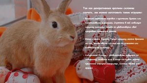 Декоративные кролики в квартире   Продолжительность жизни, правила содержания и ухода