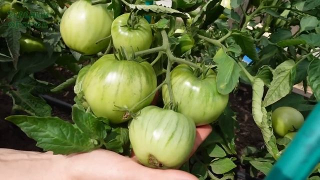 Урожайные РАННЕСПЕЛЫЕ НИЗКОРОСЛЫЕ томаты для открытого грунта. смотреть онлайн