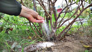 Вы бы видели какие почки смородина наращивает после этого!Высыпаю в октябре под каждый куст ягодный