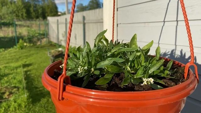 Сажаю петунии в старые корзины. Мой сад в мае смотреть онлайн