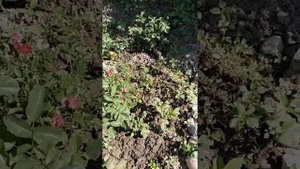 Черенки роз через полгода после посадки под пластиковые бутылки. Есть излишки.
