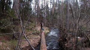 Водопад в лесу. Лесная  река. Бутерброд с грибами.  Весенний лес.