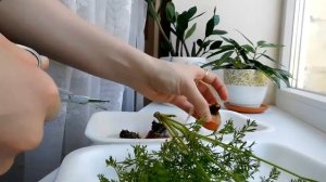 Выращиваем морковные листья/ПИТАНИЕ МОРСКИХ СВИНОК #3