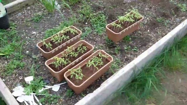 Закаливание РАССАДЫ ТОМАТОВ. Первые 2 часа в теплице. смотреть онлайн