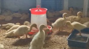 МУЛАРД и СТАР 53: чем кормить с 0 до 10 дней. Делюсь опытом. "Мое Подворье"