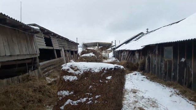 Наши барашки романовской породы смотреть онлайн