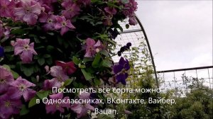 КЛЕМАТИС МАЗУРЕК. Описание. Обзор