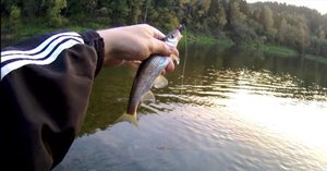 Рыбалка на ельца