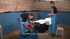 Инкубация африканского сома в УЗВ