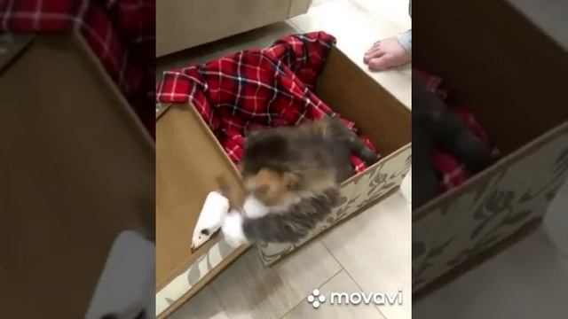 Как научить котёнка ловить мышей/How to teach a kitten to catch mice смотреть онлайн