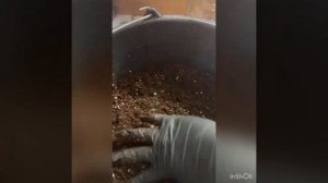 30.01.2024 Черенкование метельчатой гортензии почкой