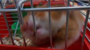 Почему хомяки грызут клетку