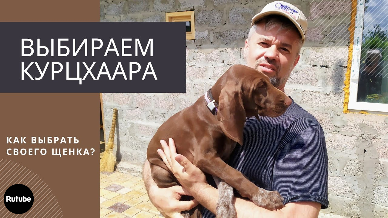 Выбираем щенка курцхаара. смотреть онлайн