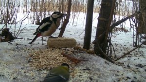 Дятел ест халву, наблюдение птиц в Великом Новгороде, 23 февраля 2024