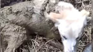 Собака тонула в болоте и воем звала на помощь. Только посмотрите, что произошло дальше!