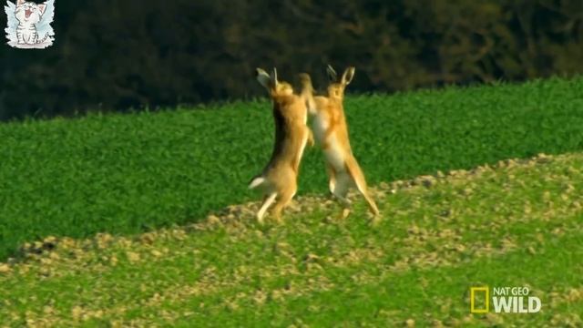 Дикие животные для детей. Развивающее видео
