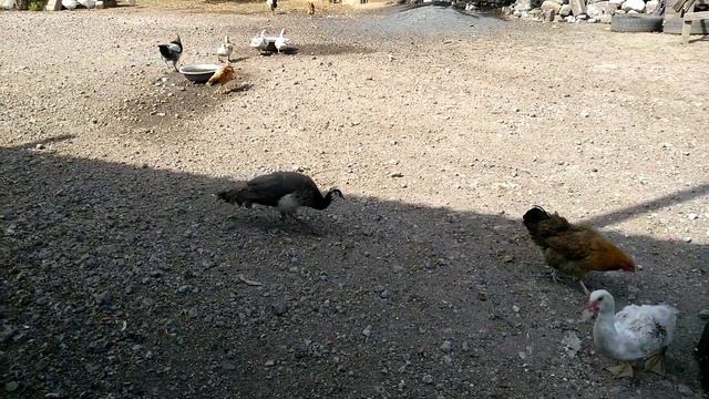 Потушили возгорание. Павлин на птичьем дворе. Арбуз и дыня сколько стоят. смотреть онлайн