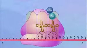 трансляция у Прокариот