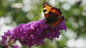 Животные. Изучайте звуки животных. Красивые животные. Разные животные.