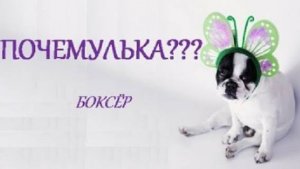 ПОЧЕМУЛЬКА. СОБАКИ. БОКСЁР. СТИХИ ДЛЯ МАЛЫШЕЙ. ПОТЕШКИ. Короткие стишки для самых маленьких.