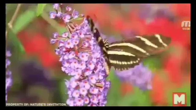 Самые большие насекомые в мире