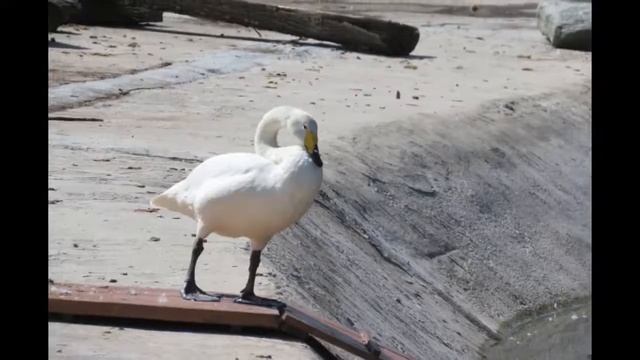 Лебедь - кликун смотреть онлайн