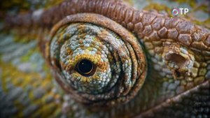 Как начиналась Планета Экзотики? История создания от первого лица