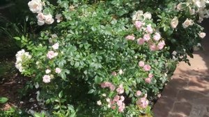 Пенни Лейн, плетистая красавица роза!