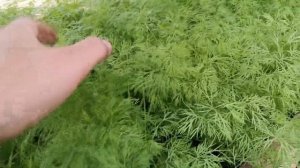 Зелень на вермикомпосте. Бизнес на зелени. Выращивание укропа и петрушки.