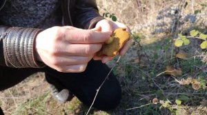 Маслёнок зернистый(Suillus granulatus) Внешний вид и особенности ?