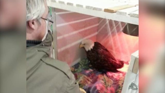 Они нашли едва живую орлицу, но уже через 4 дня она рвалась на волю и вот почему... смотреть онлайн