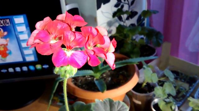 Пеларгония из семян. смотреть онлайн