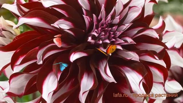 Георгина декоративная Тартан (dahlia cultorum) ? обзор: как сажать, луковицы георгины Тартан смотреть онлайн