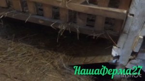 Сарай 4 на 6, газобетон, общее содержание.