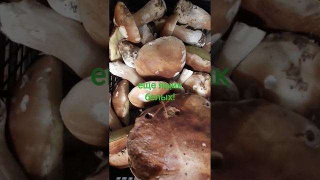 Белые и польские грибы. (4×□) смотреть онлайн