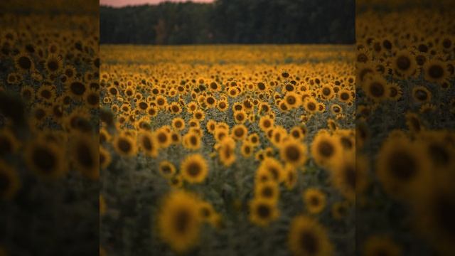 Сонливый белый шум ASMR смотреть онлайн