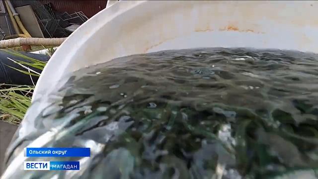 600 тысяч мальков кеты выпустили в Охотское море