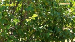 Тоҷикистон - Варзоб / варзобский район / природа таджикистана / nature of tajikistan