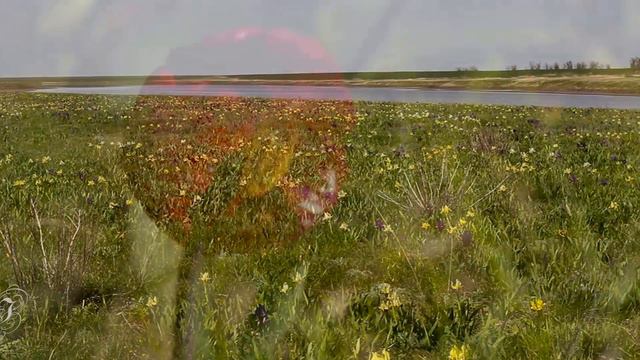 Весна в Калмыкии. Цветение тюльпанов