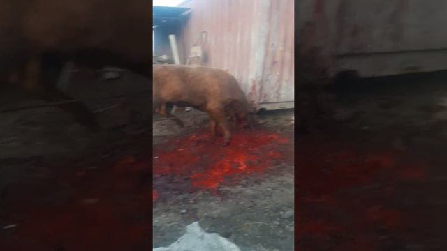 Убистово быка жесть