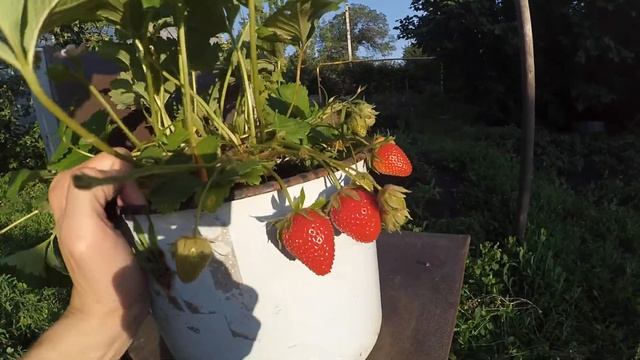 Клубника Роман F1 из семян плодоношение смотреть онлайн