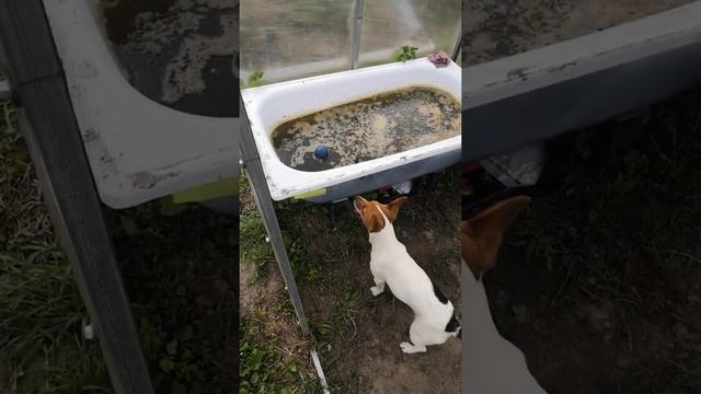 Джек рассел терьер смотреть онлайн