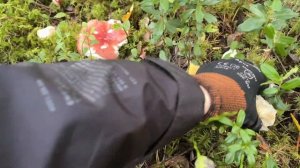 Swedish forest №10: Where to find Fly Agaric ( Amanita Muscaria) in Sweden