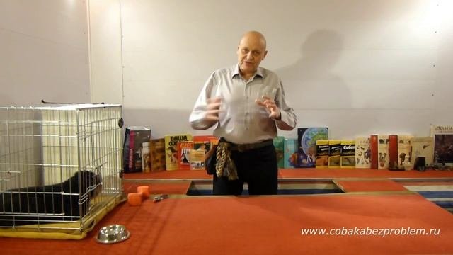 Получен отзыв на проведенную коррекцию нечистоплотности у вельштерьера Аси
