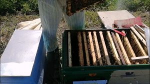 Вывод маток для собственной пасеки  Проще некуда