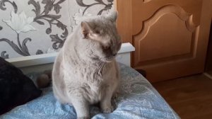 #69 Как побрить кошку (#британские #кошки #happy #cats #сара #соня #sara #sonya)