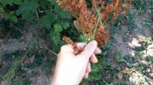 Собираю СЕМЕНА ЩАВЕЛЯ ?